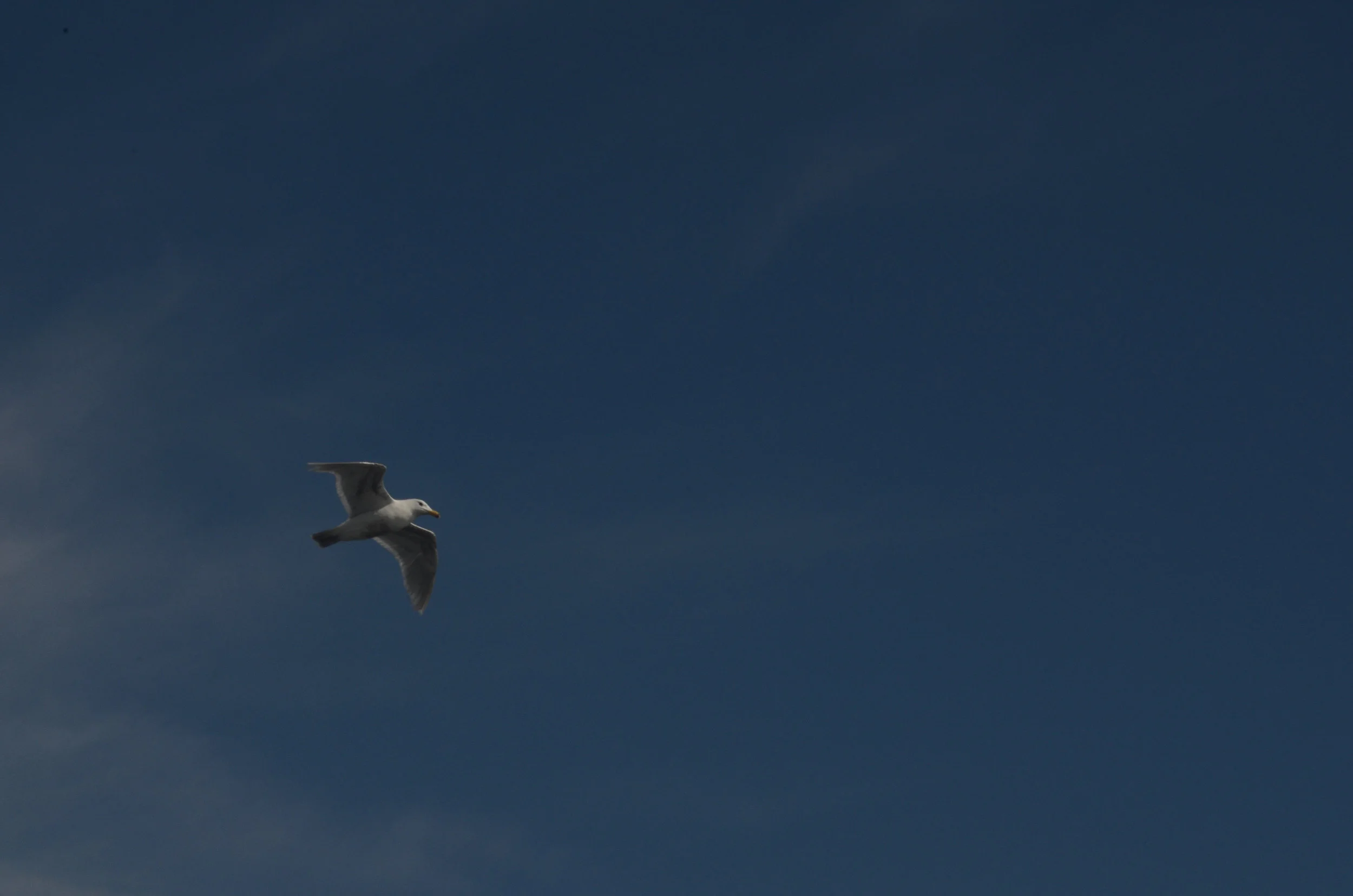 Blue Grey-12.jpg