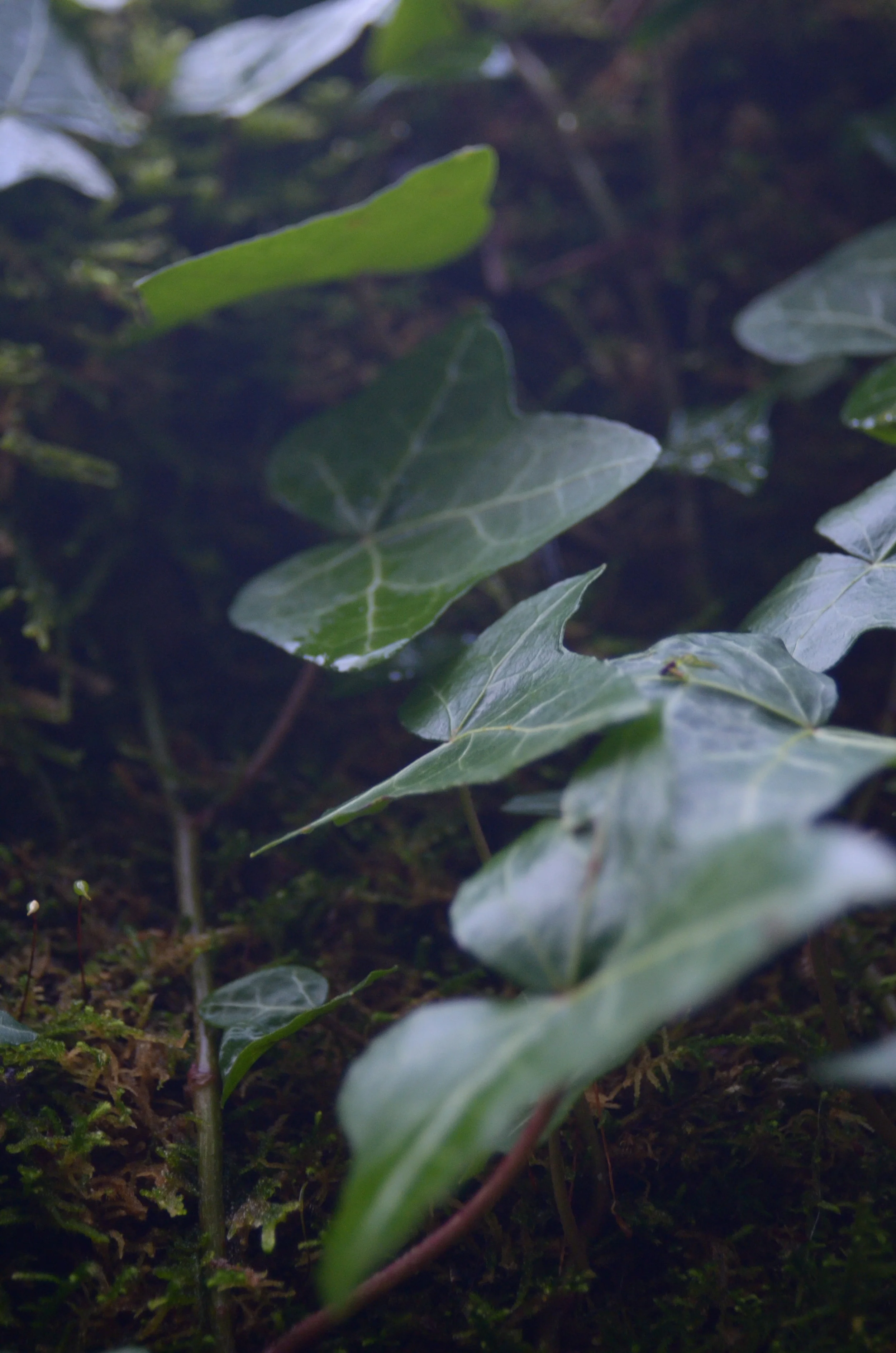 Green-5.jpg