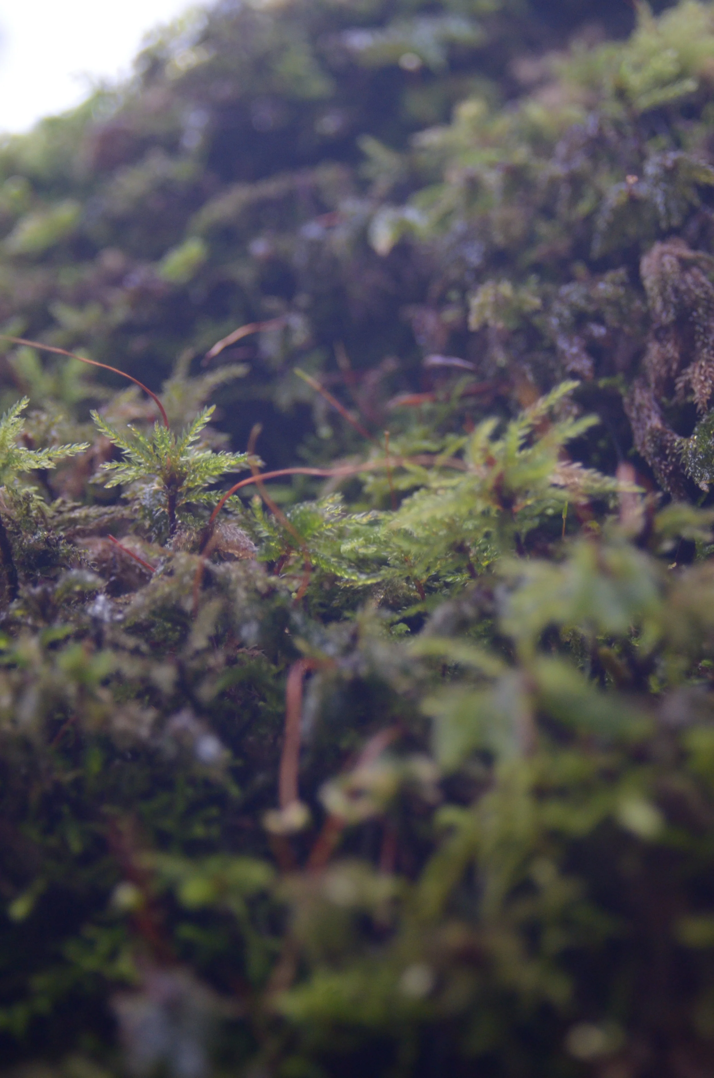 Green-6.jpg