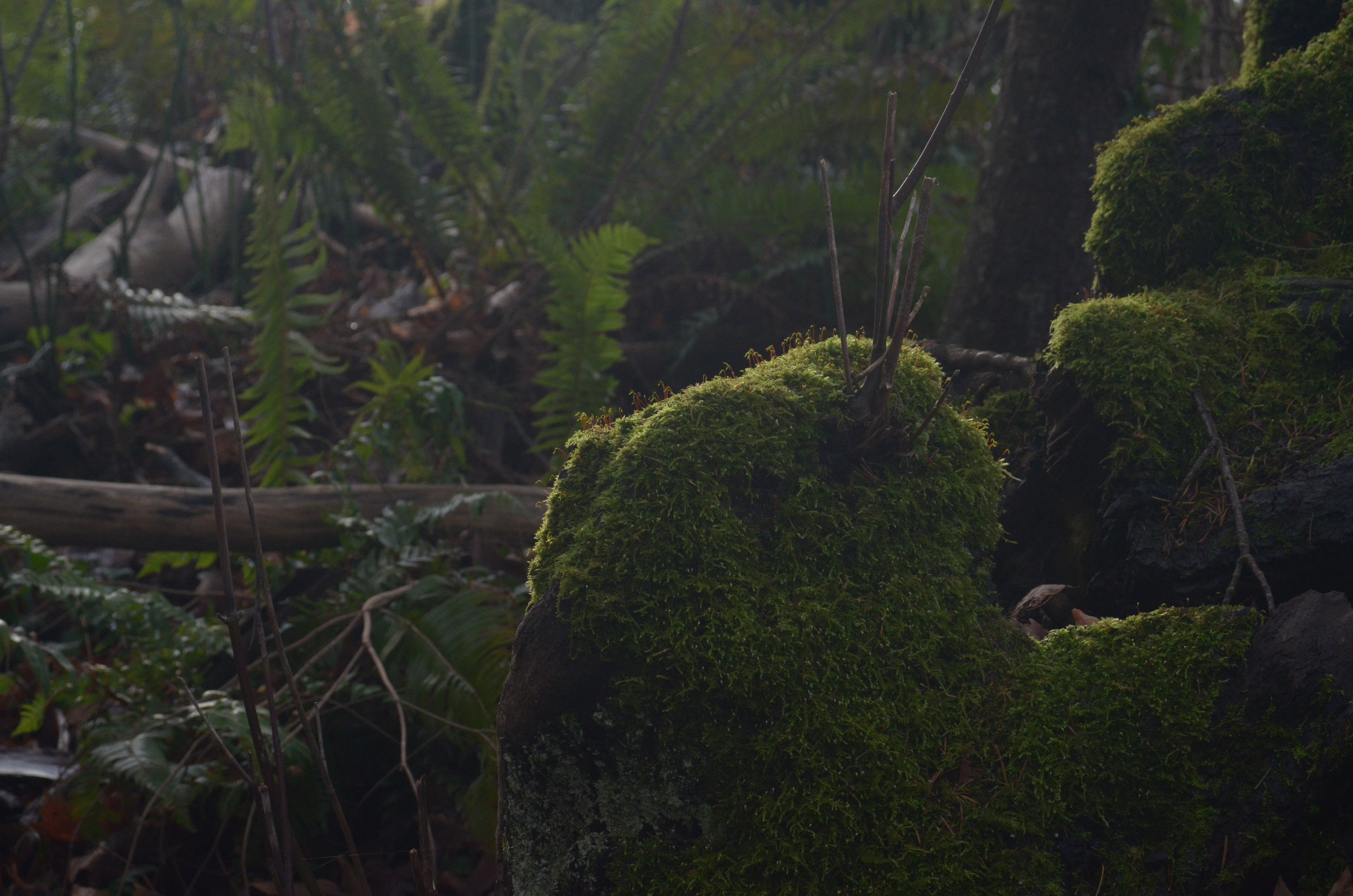 Green-7.jpg