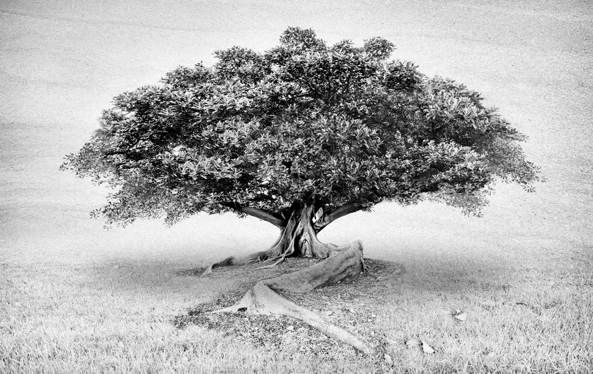 Moreton Bay Fig