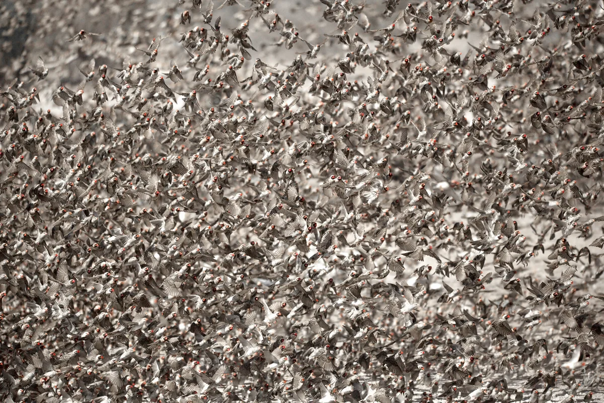 Red-Billed Quelea Bird Migration