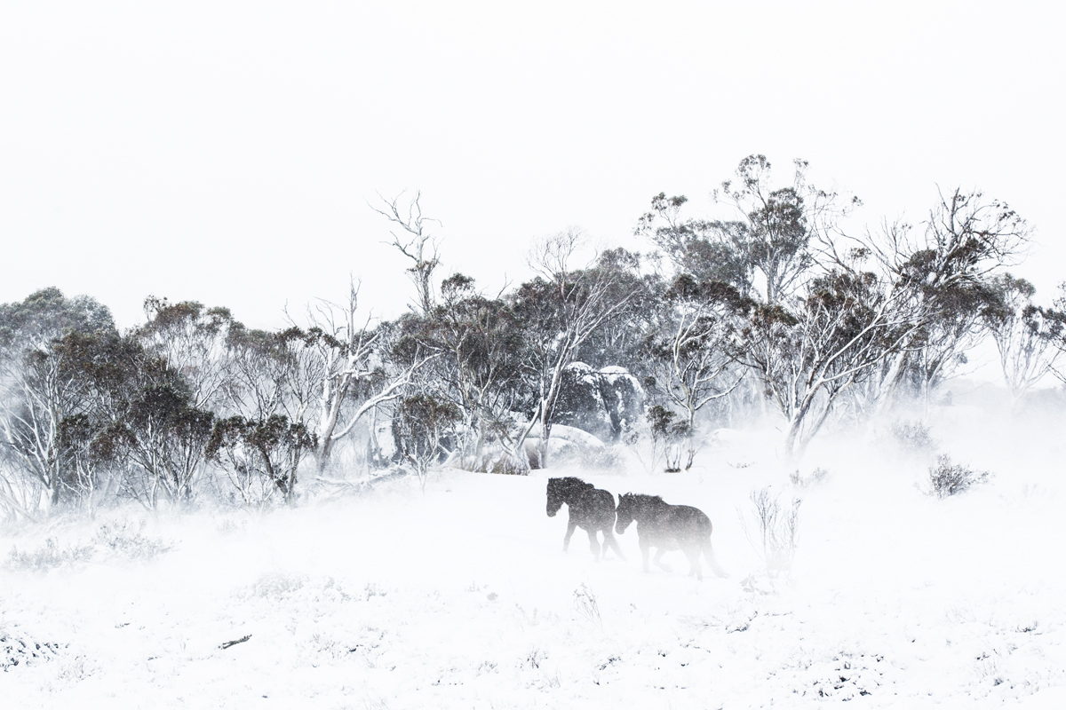 Brumbies