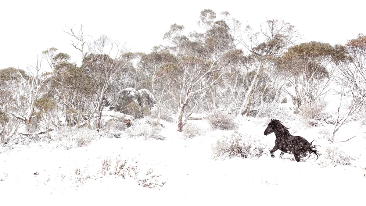 Brumby in the Snow
