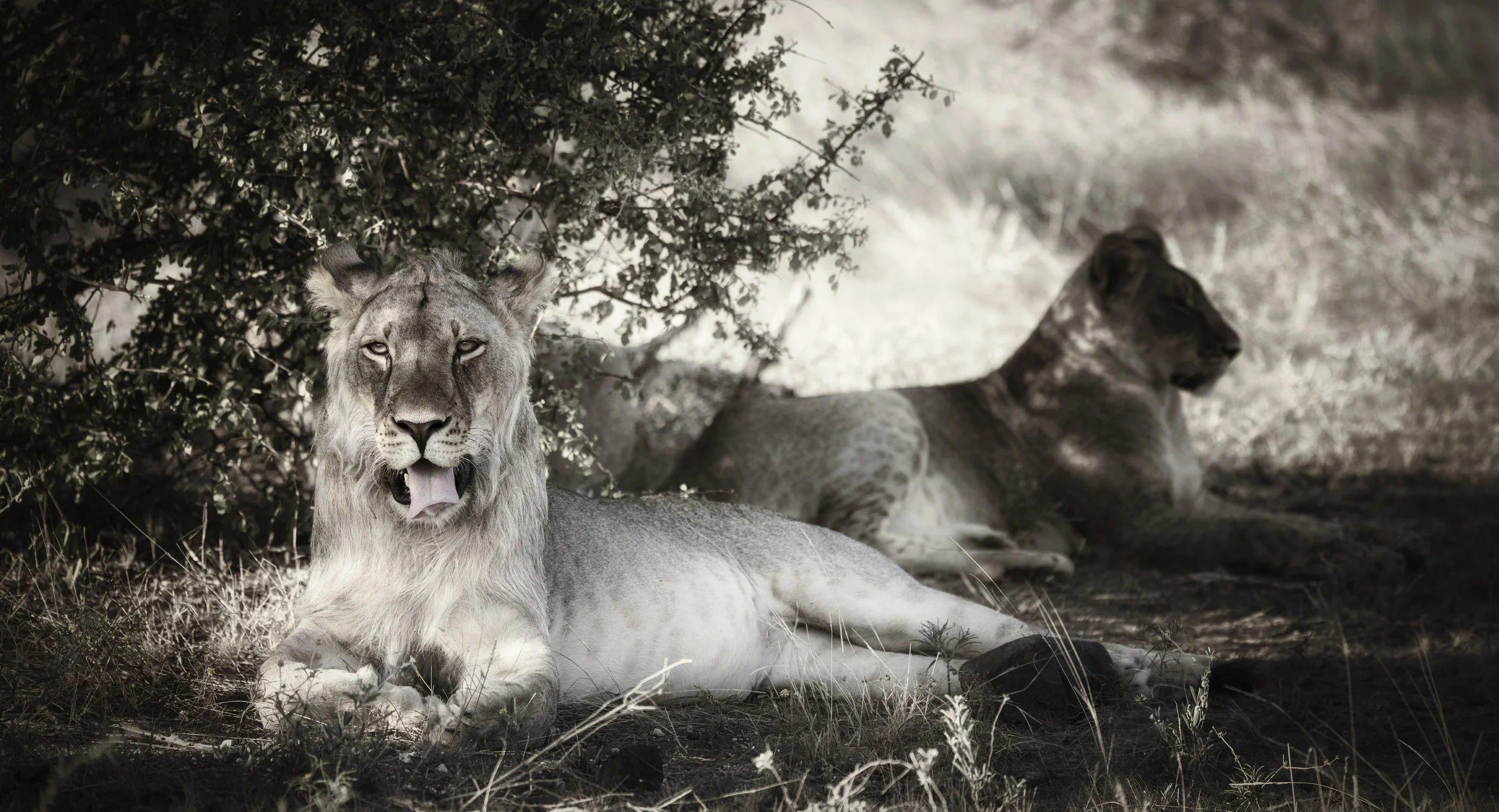 Lion Couple