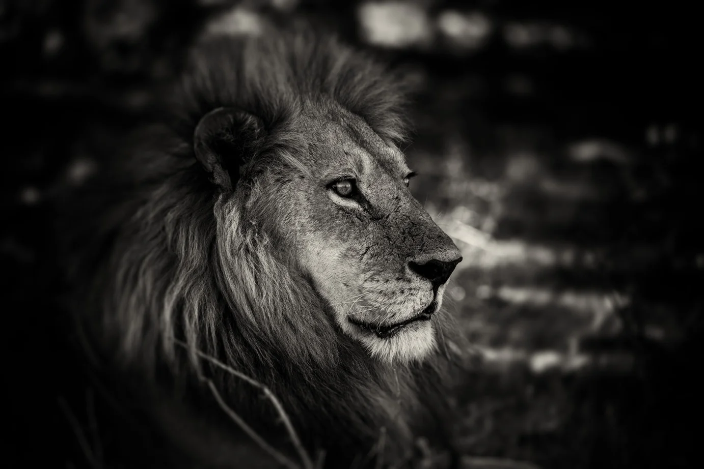 Majesty