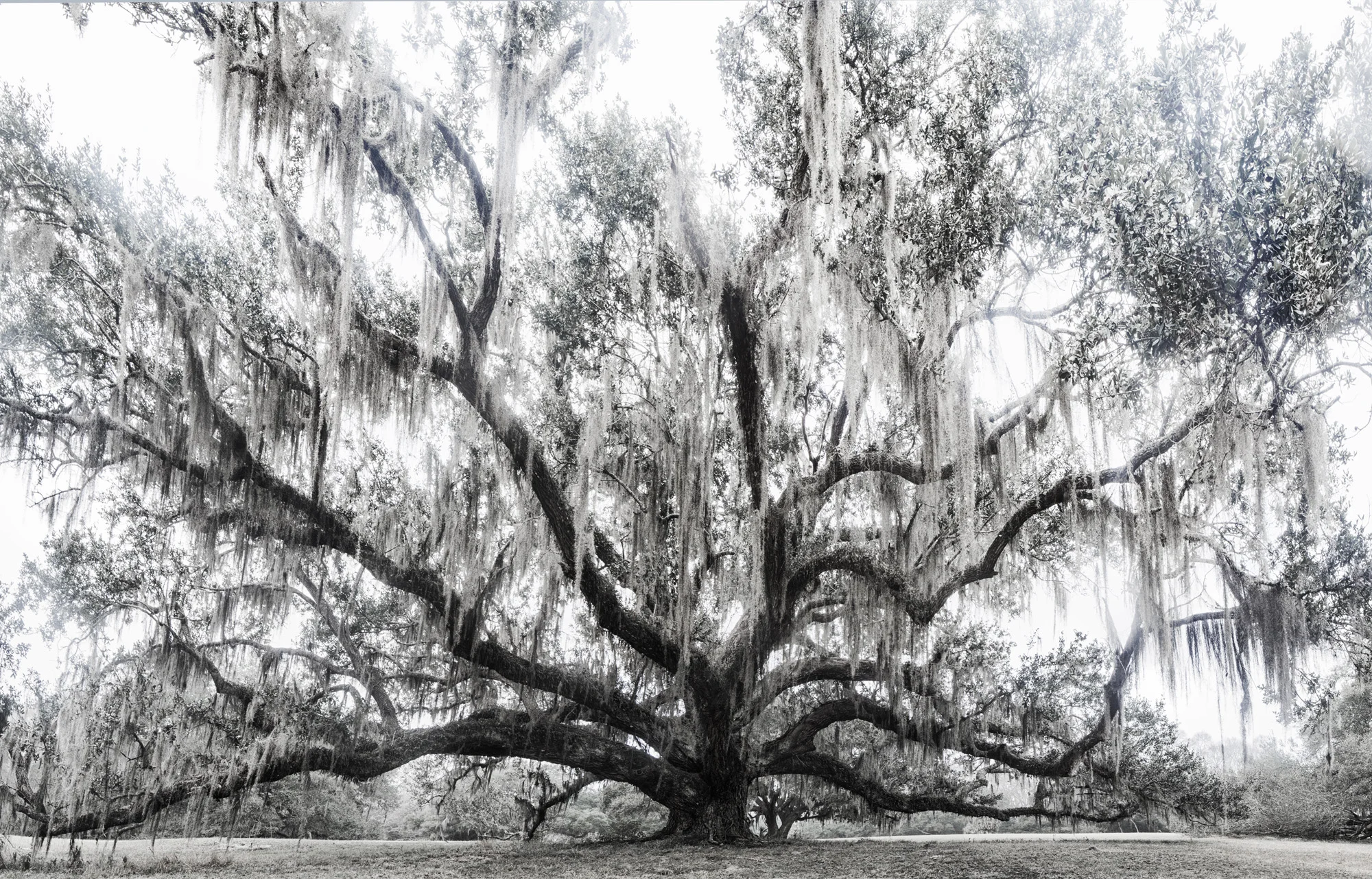 The Oak on Approach