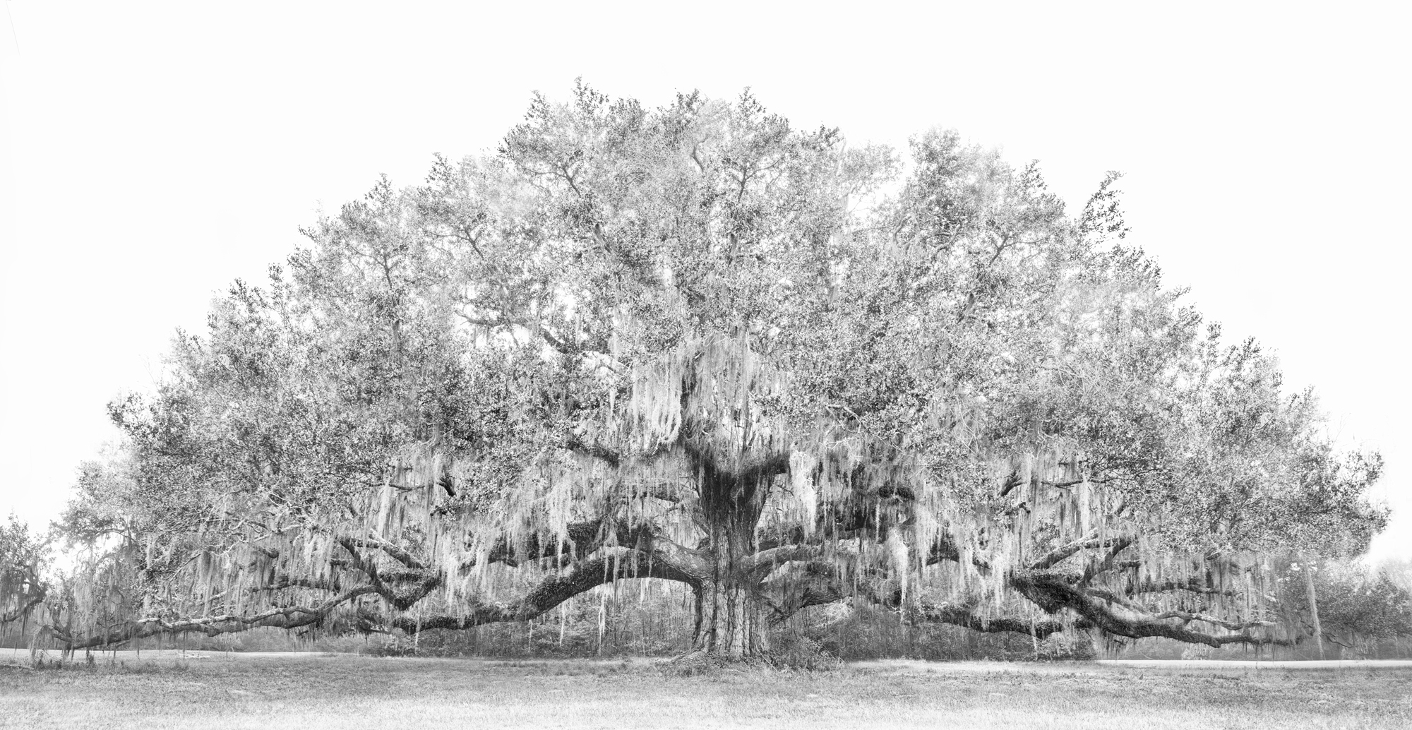1 - Avery Tree 2