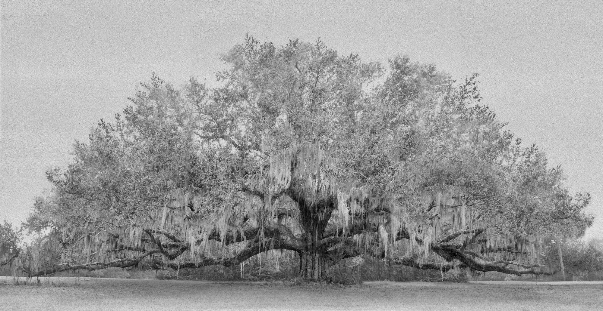 2 - Avery Tree Textured
