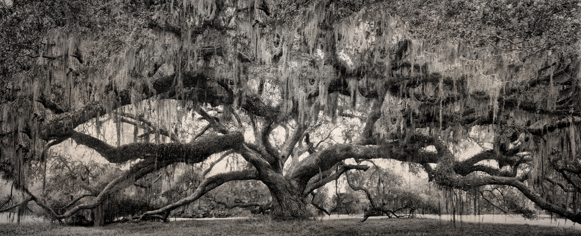 10 - Under the Canopy - Sepia