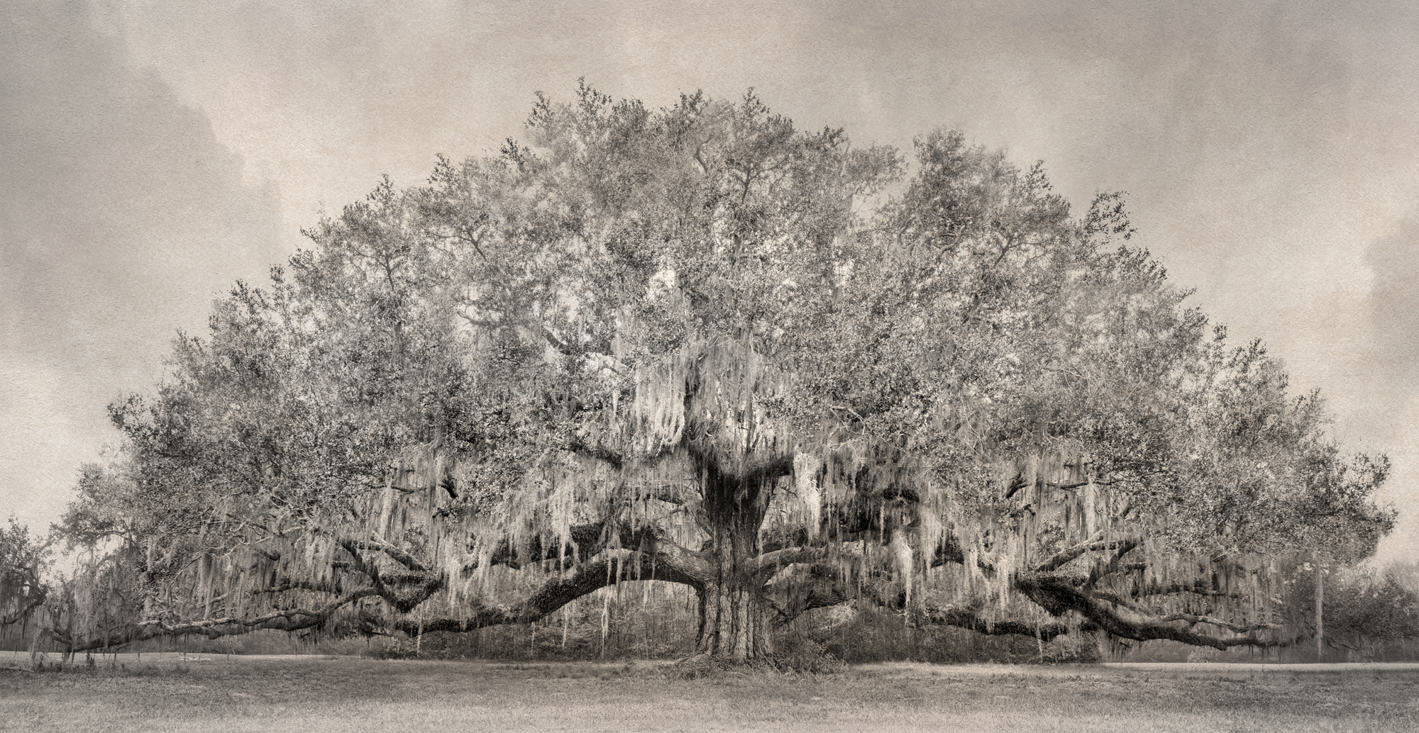 3 - Avery Tree Sepia