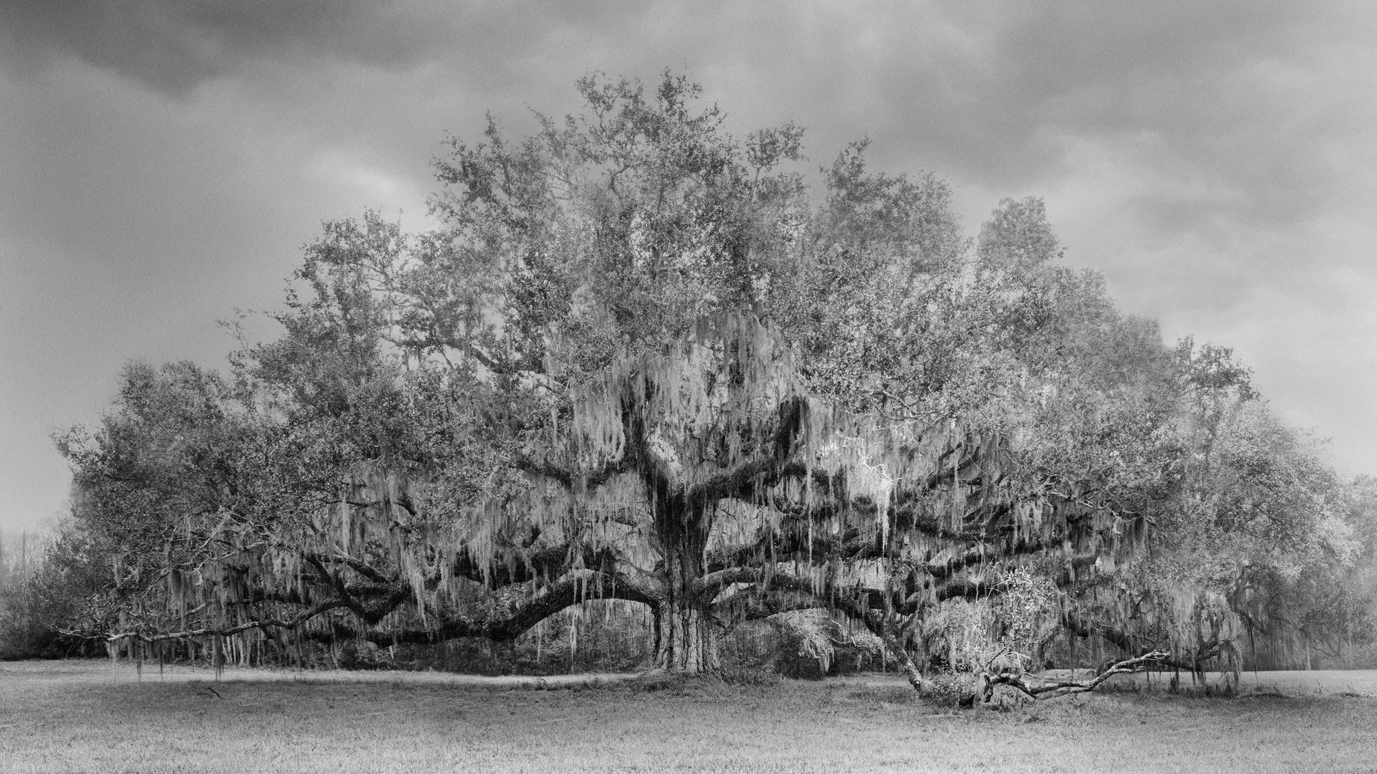 8 - Oblong Live Oak