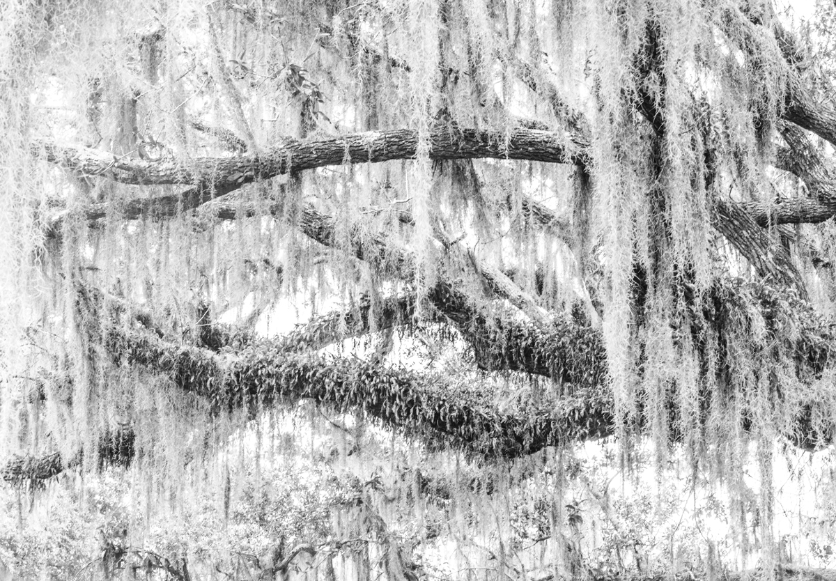 14 - Spanish Moss