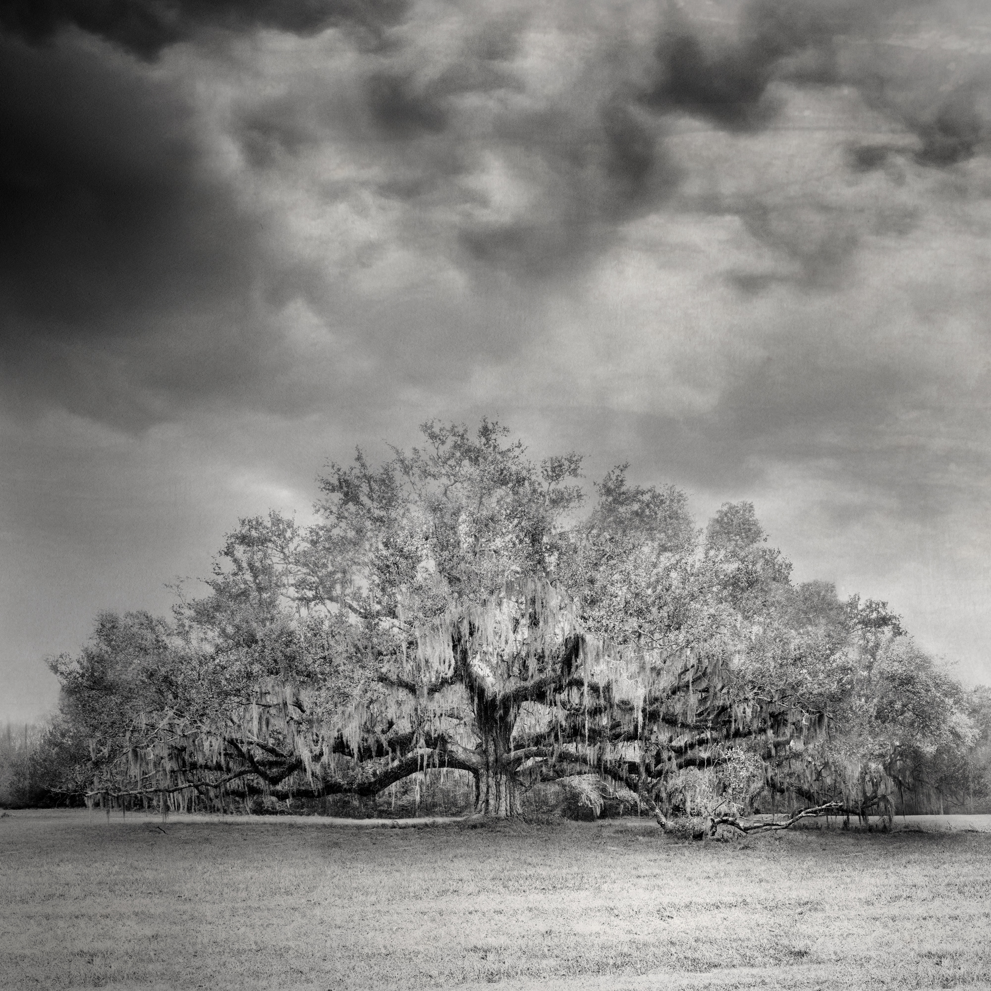 7 - Live Oak Sepia