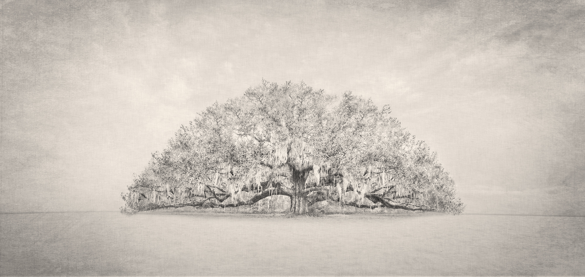 New 2 - Lonely Tree
