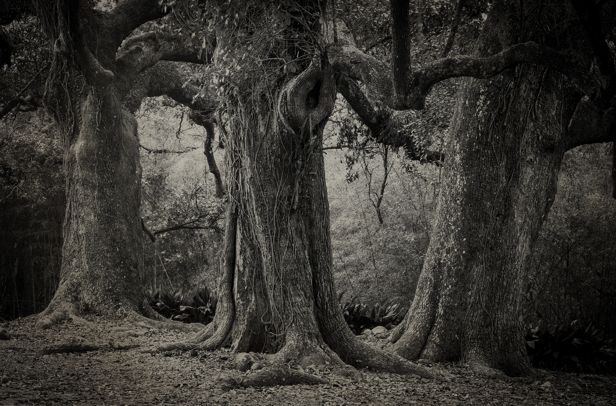 New 4 - Three Trees