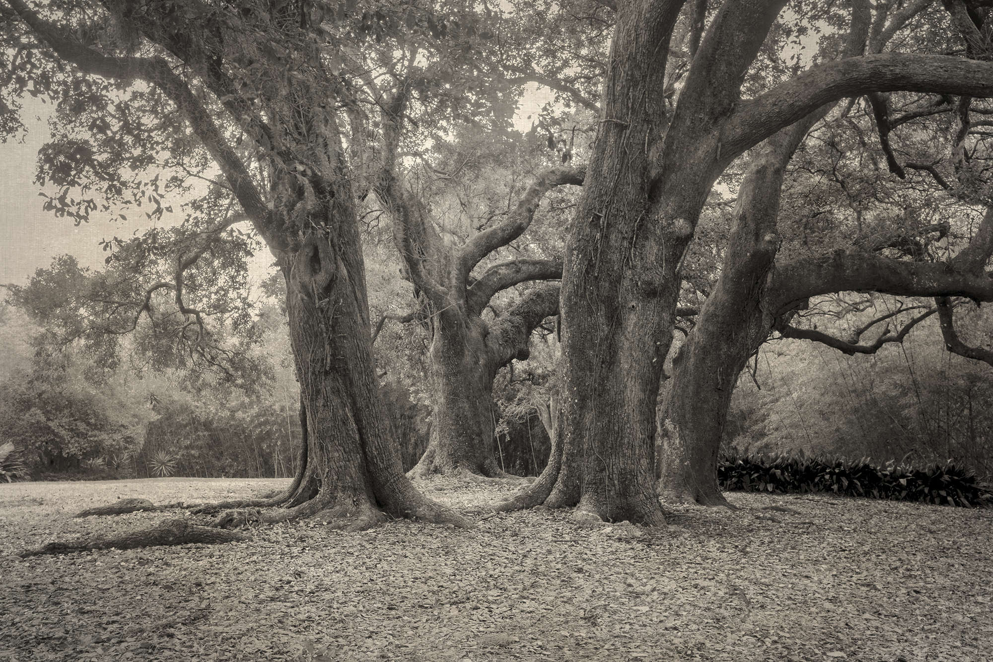 New 3 - Forest