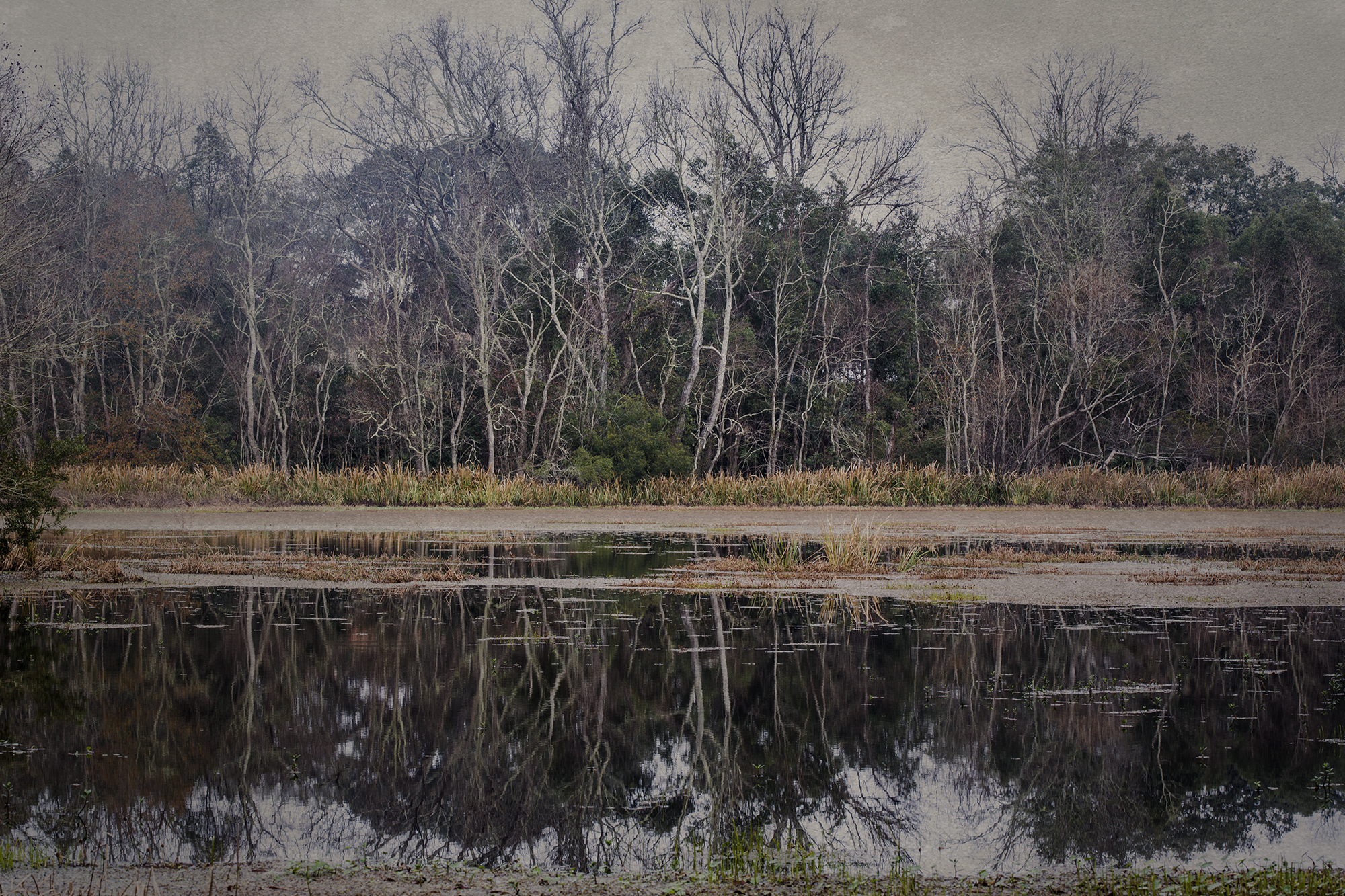 New 11 - Swamp 2