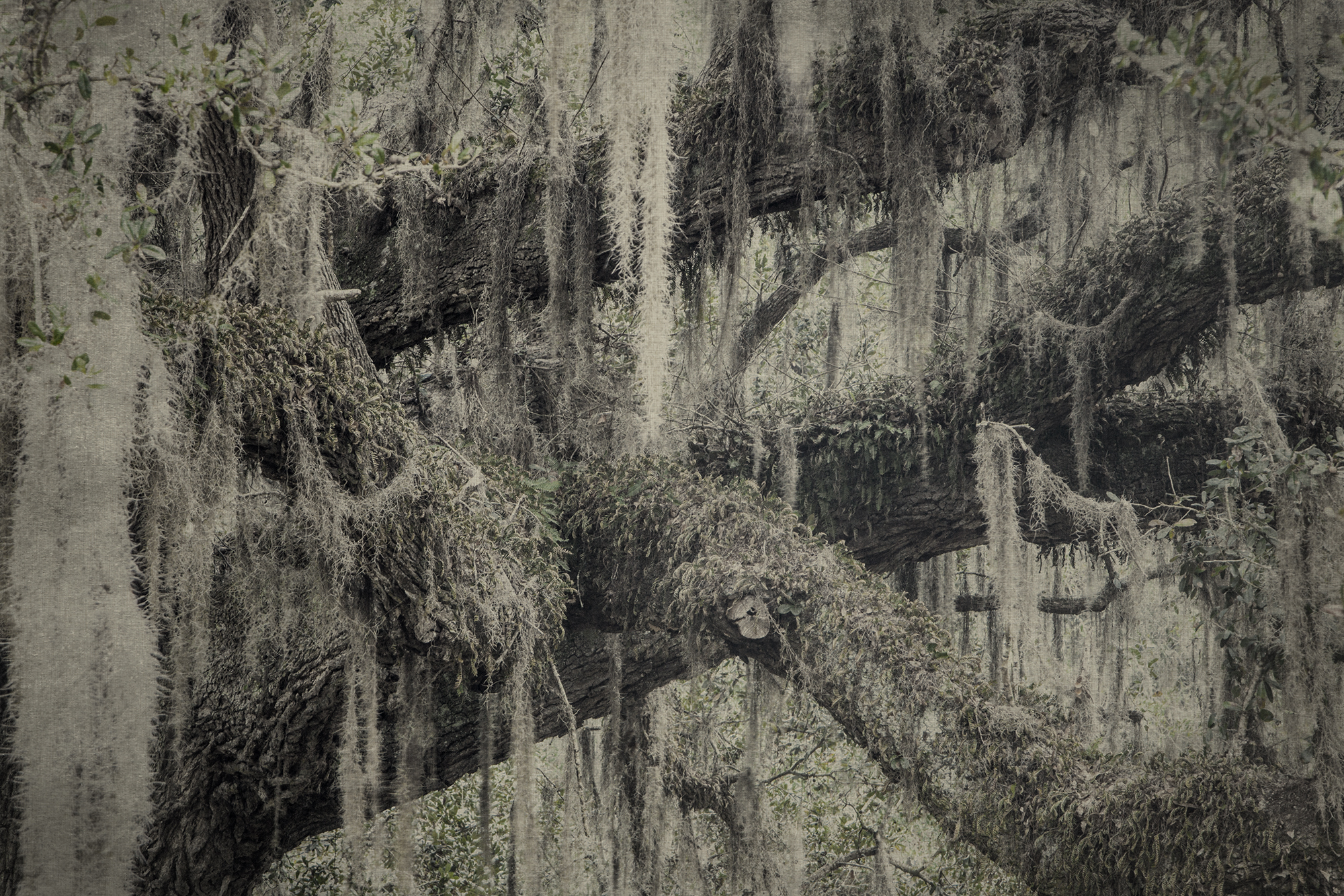 New 13 - Spanish Moss