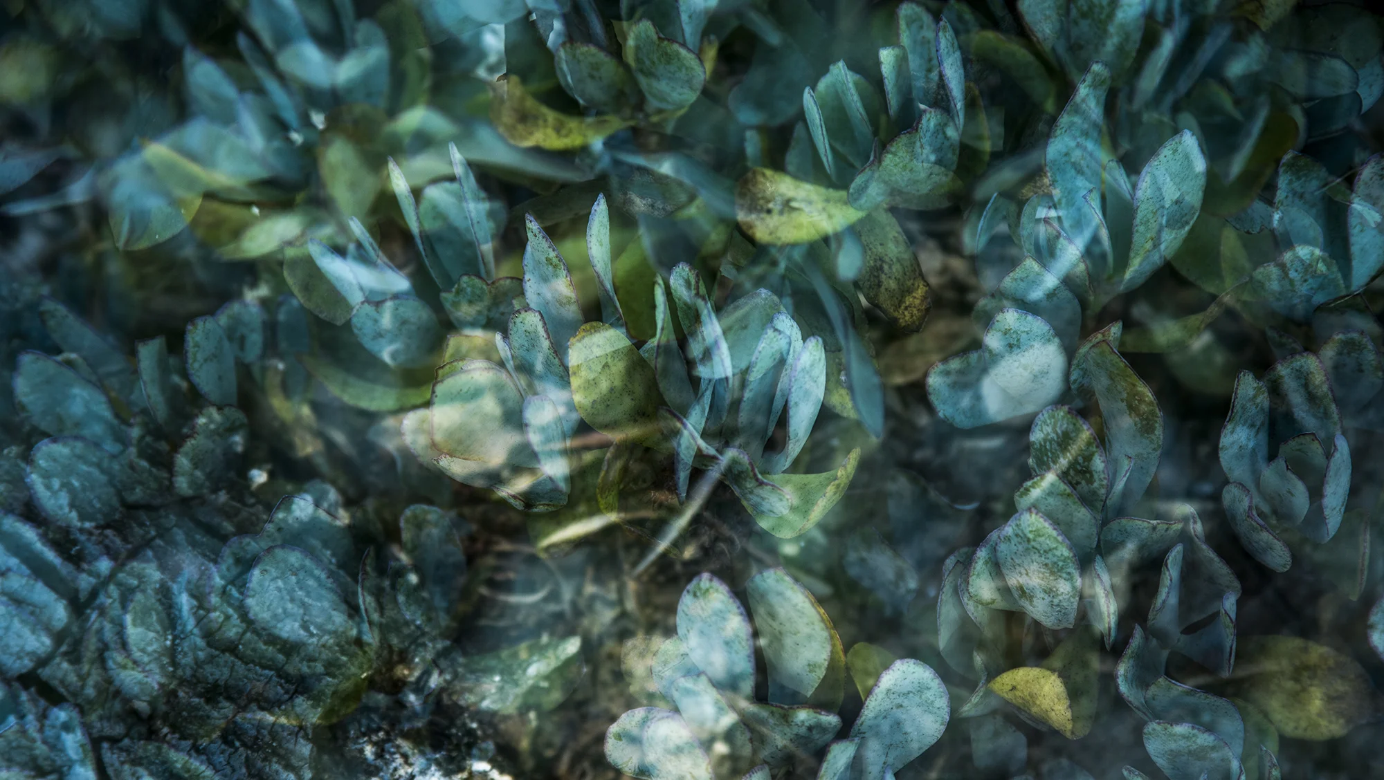 Blue Green Succulent Study 1