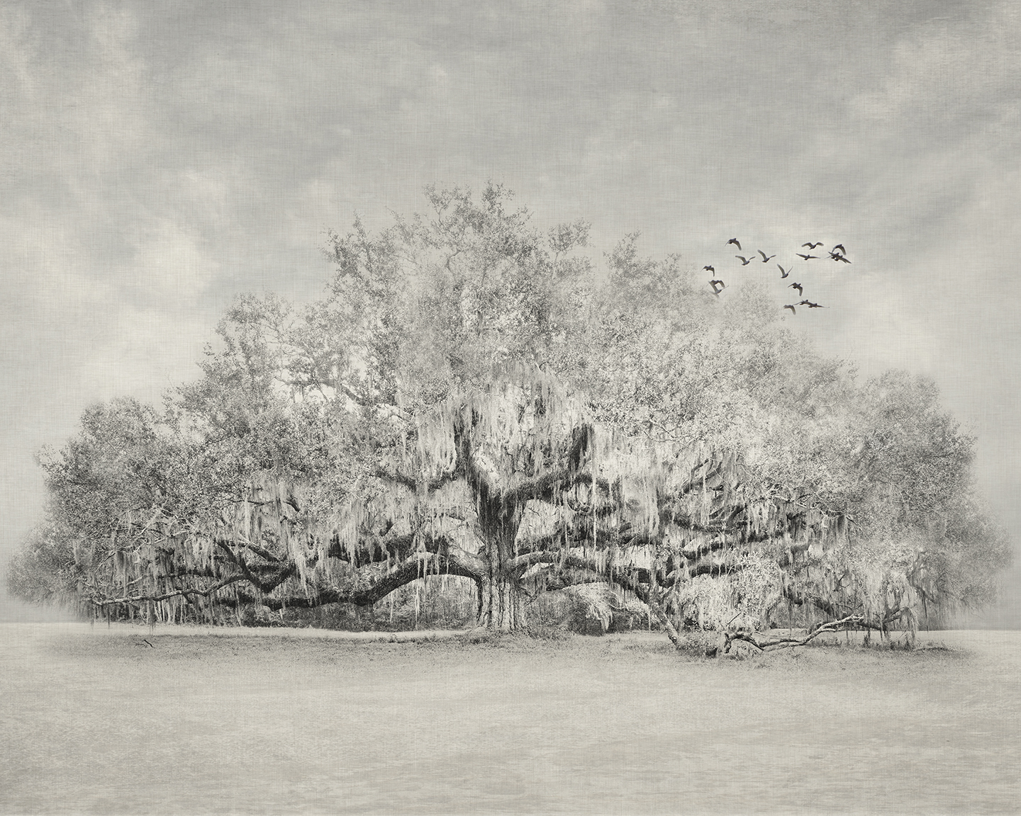 Lonelytreebirds60x48