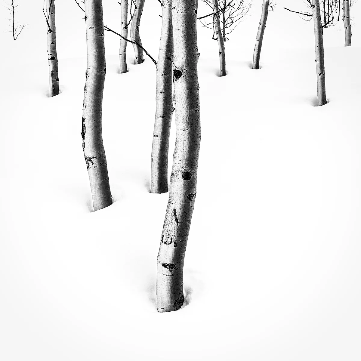 Aspens