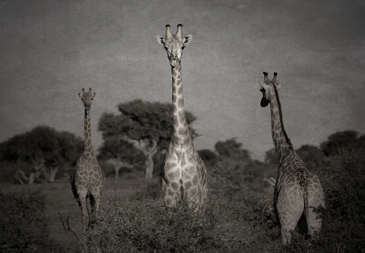 Stand Out