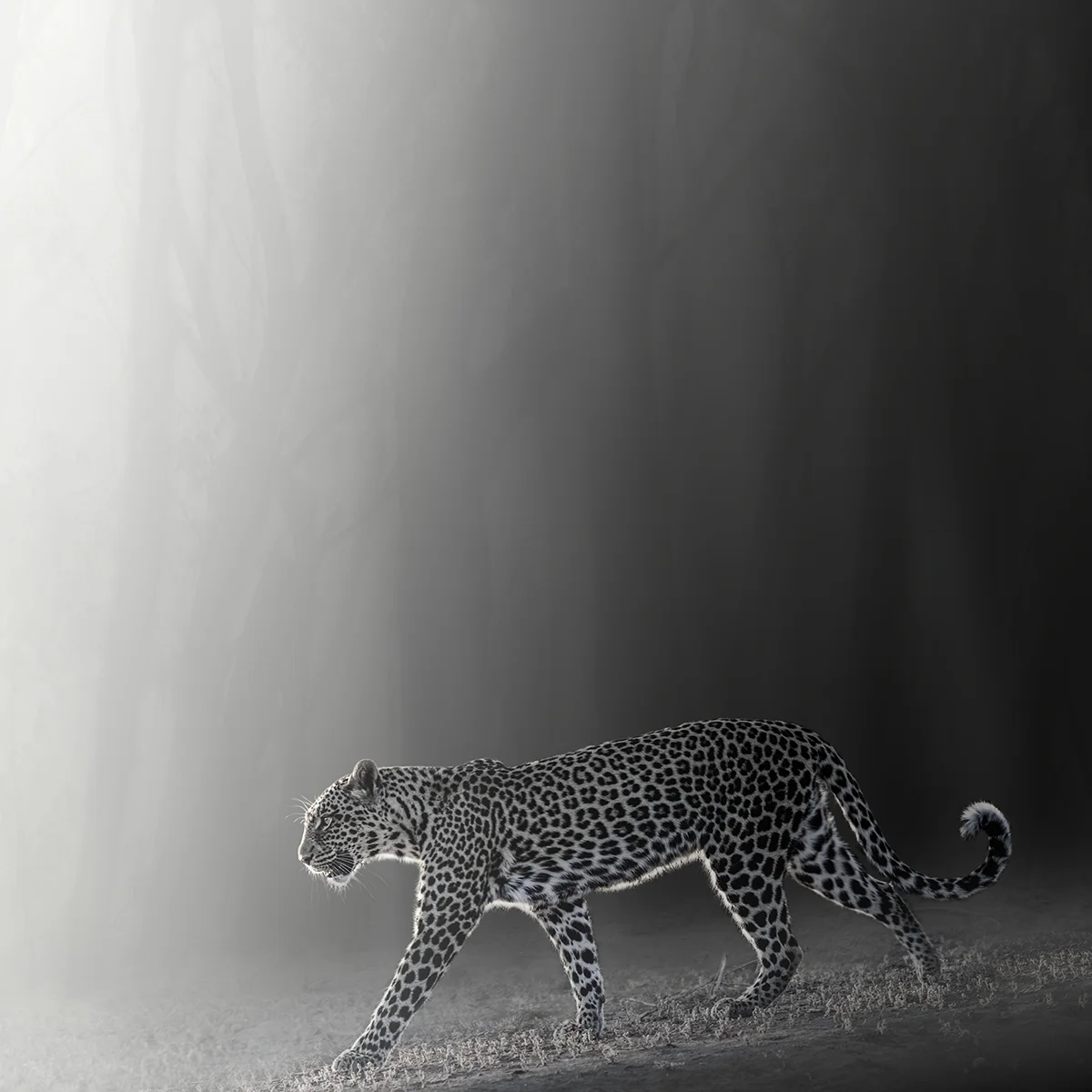 Into the Light