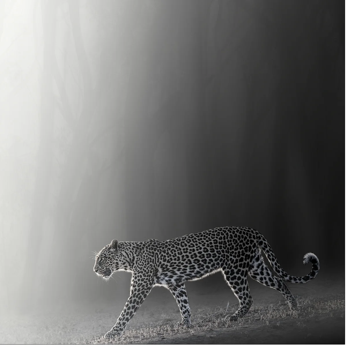 Into the Light