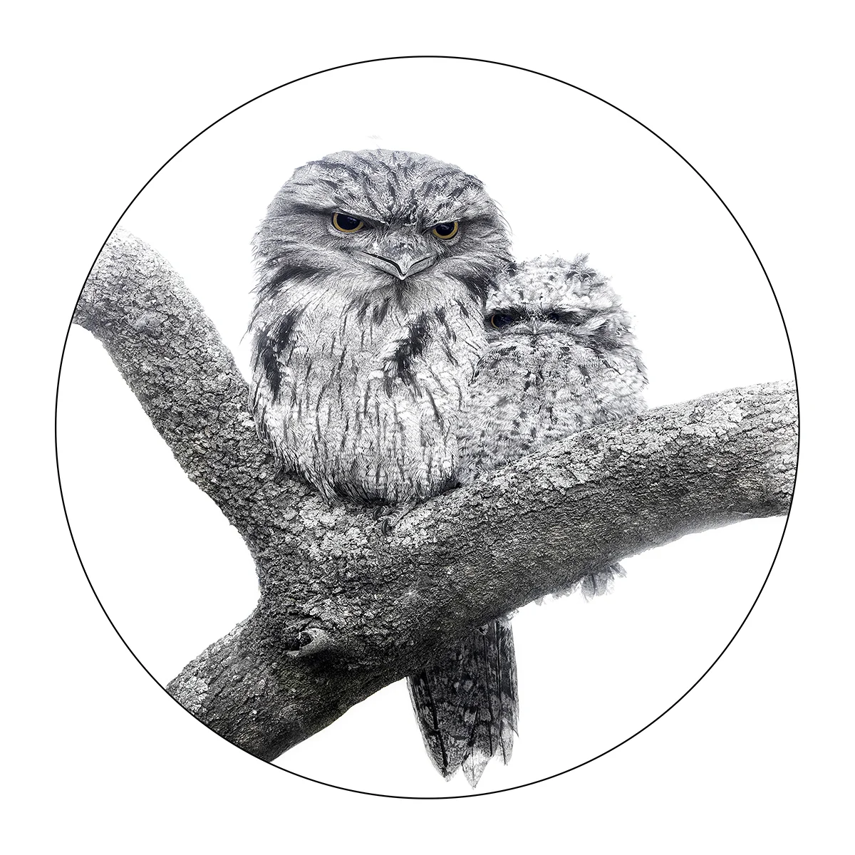 tawny16x16roundweb.jpg