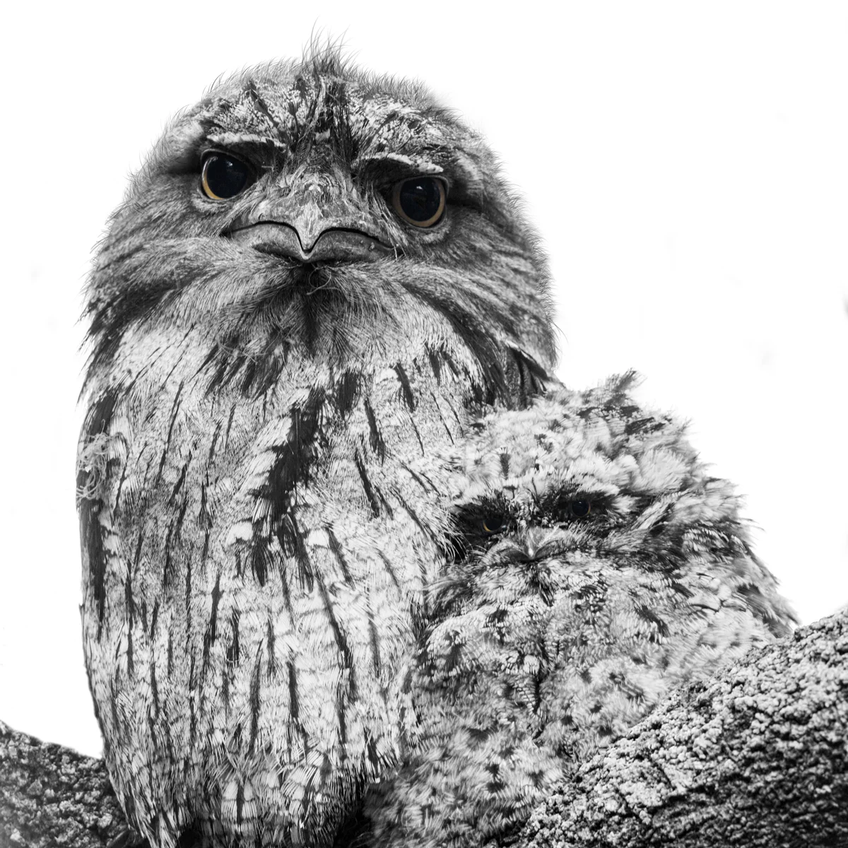 Tiny Tawny 3