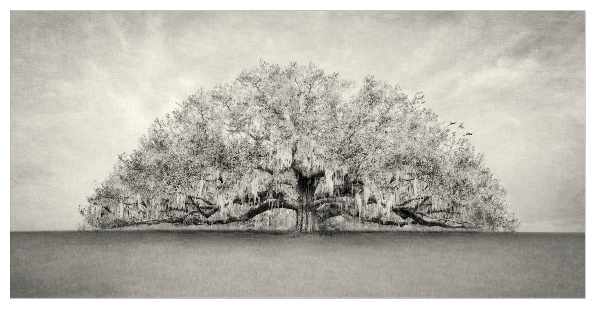 Southern Live Oak Tree