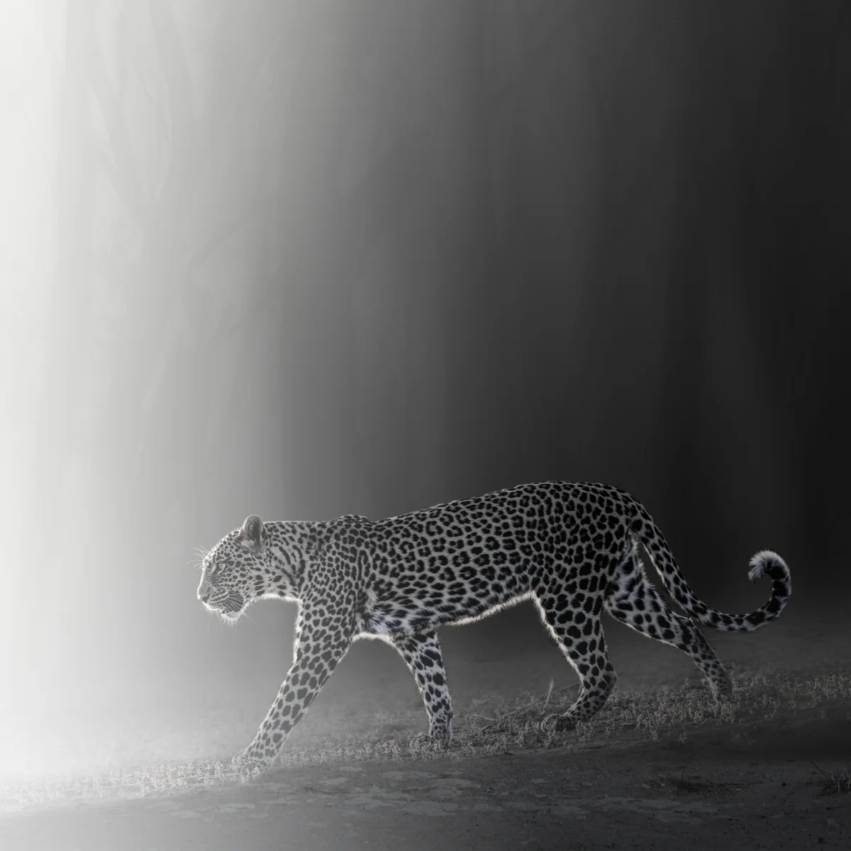 Into the Light