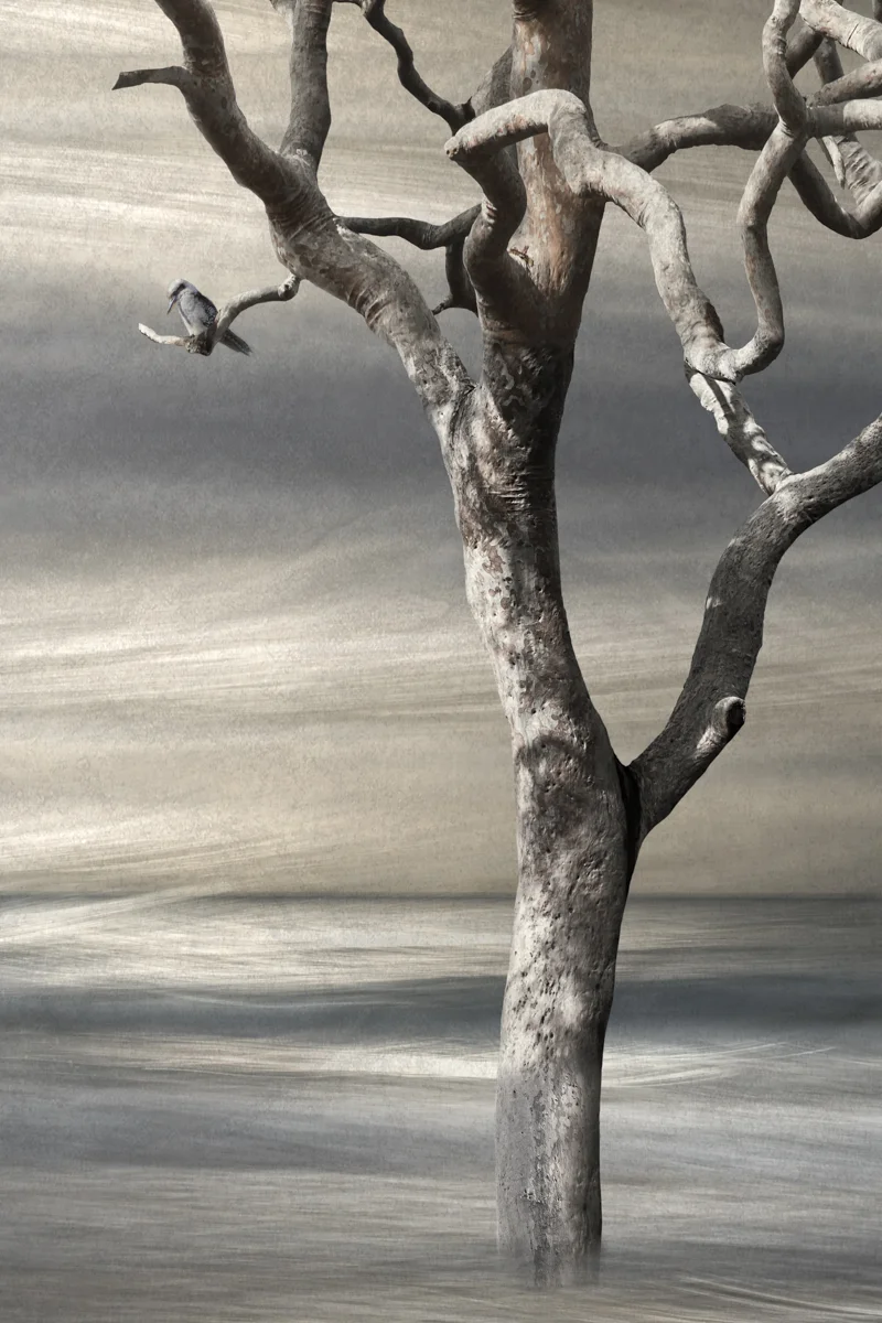 Kookaburra Laughs