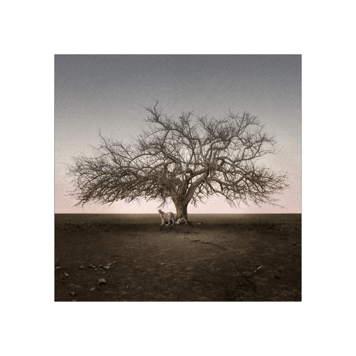 Thorn Tree and Cheetah