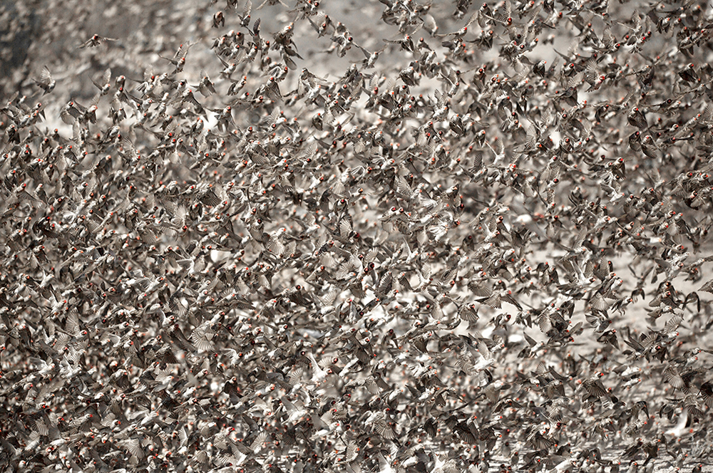 Organised Chaos - Quelea Bird Migration