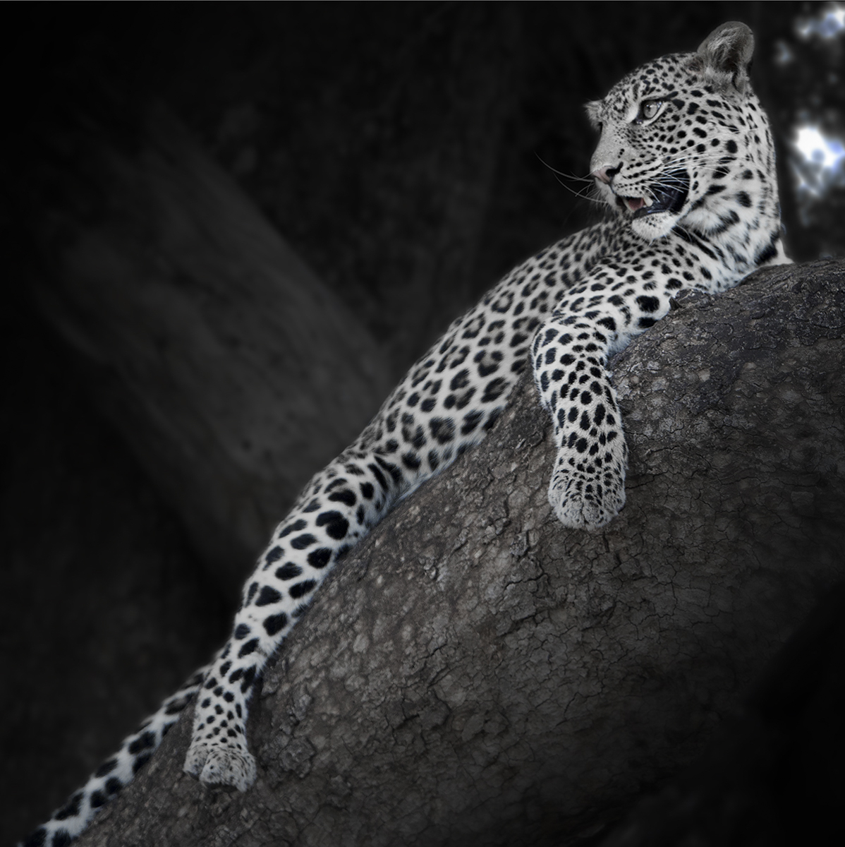 Leopard