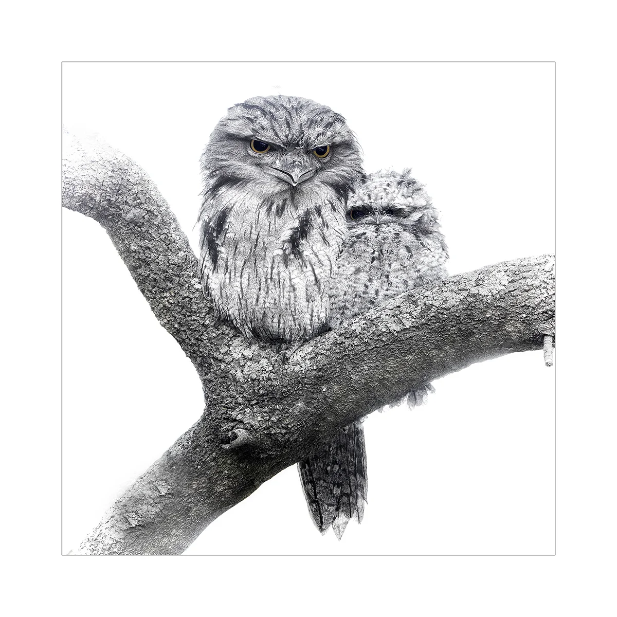 Tiny Tawny 1