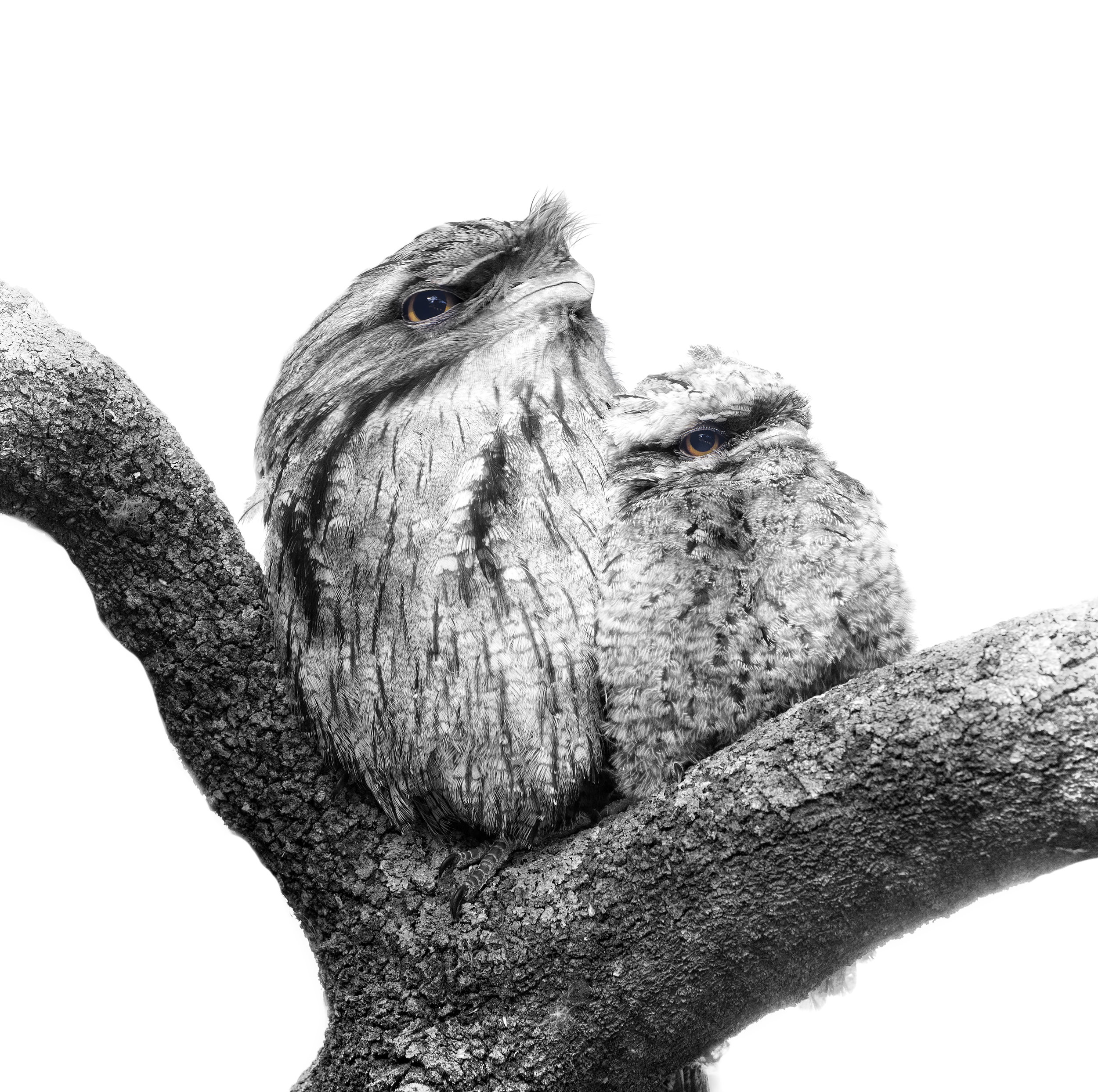 tawny3web.jpg
