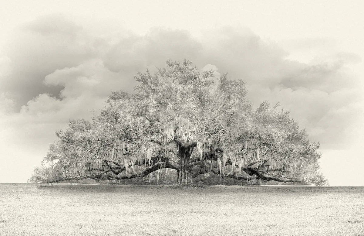 A Live Oak Growing