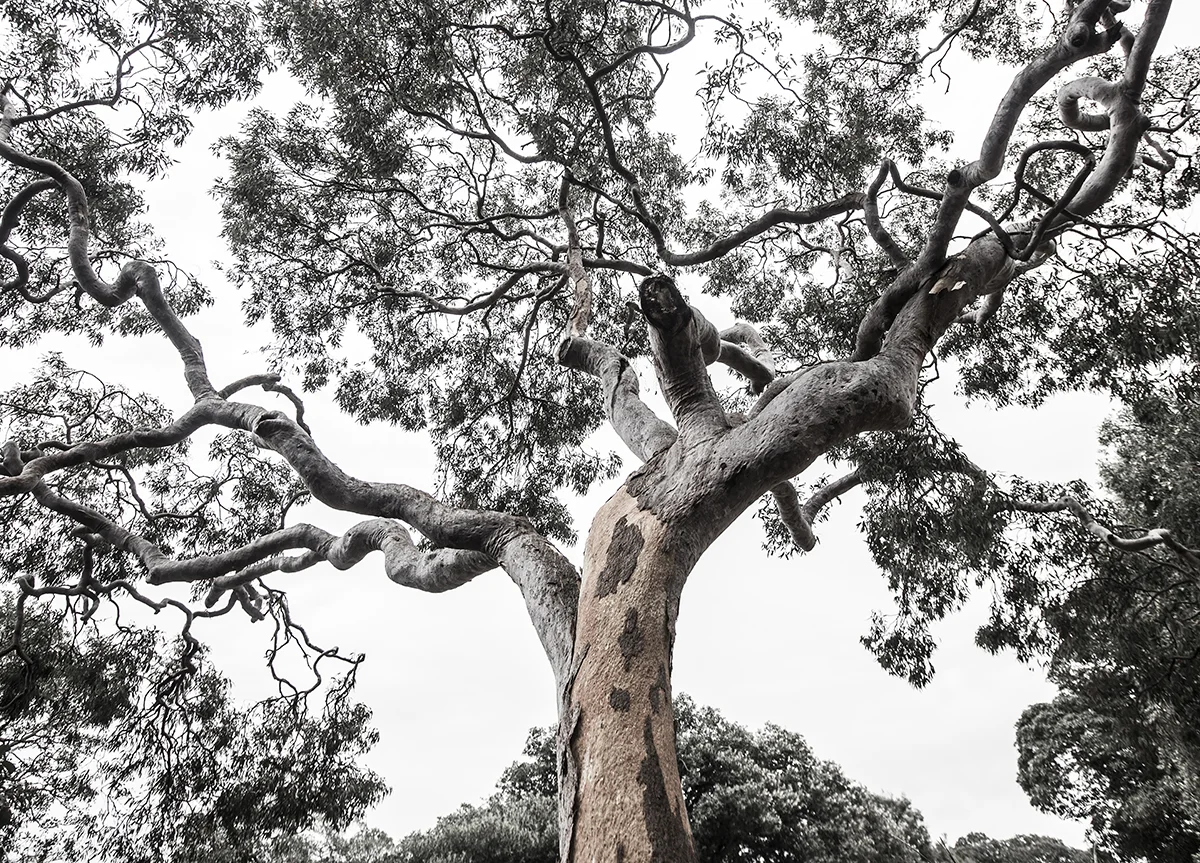 Angophora