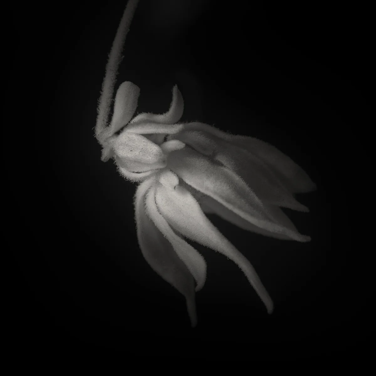 Fairy Flower