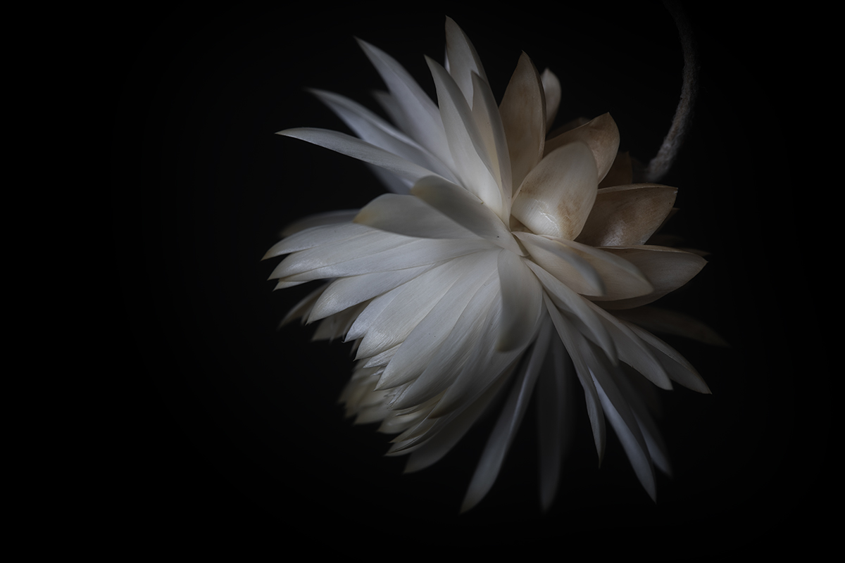 Paper Daisy 1