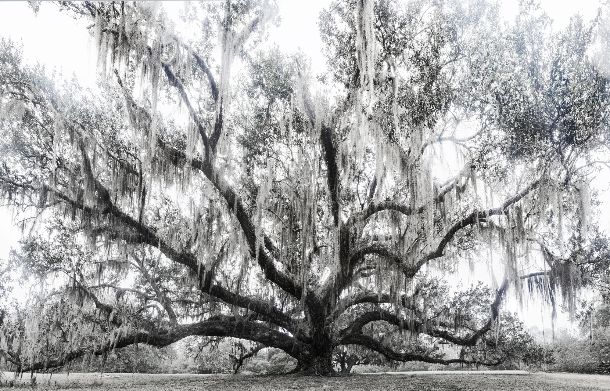 Oak Approach
