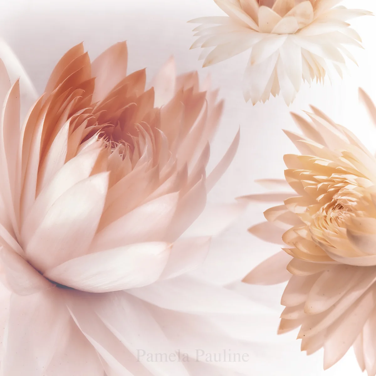 Pink Paper Daisies 1