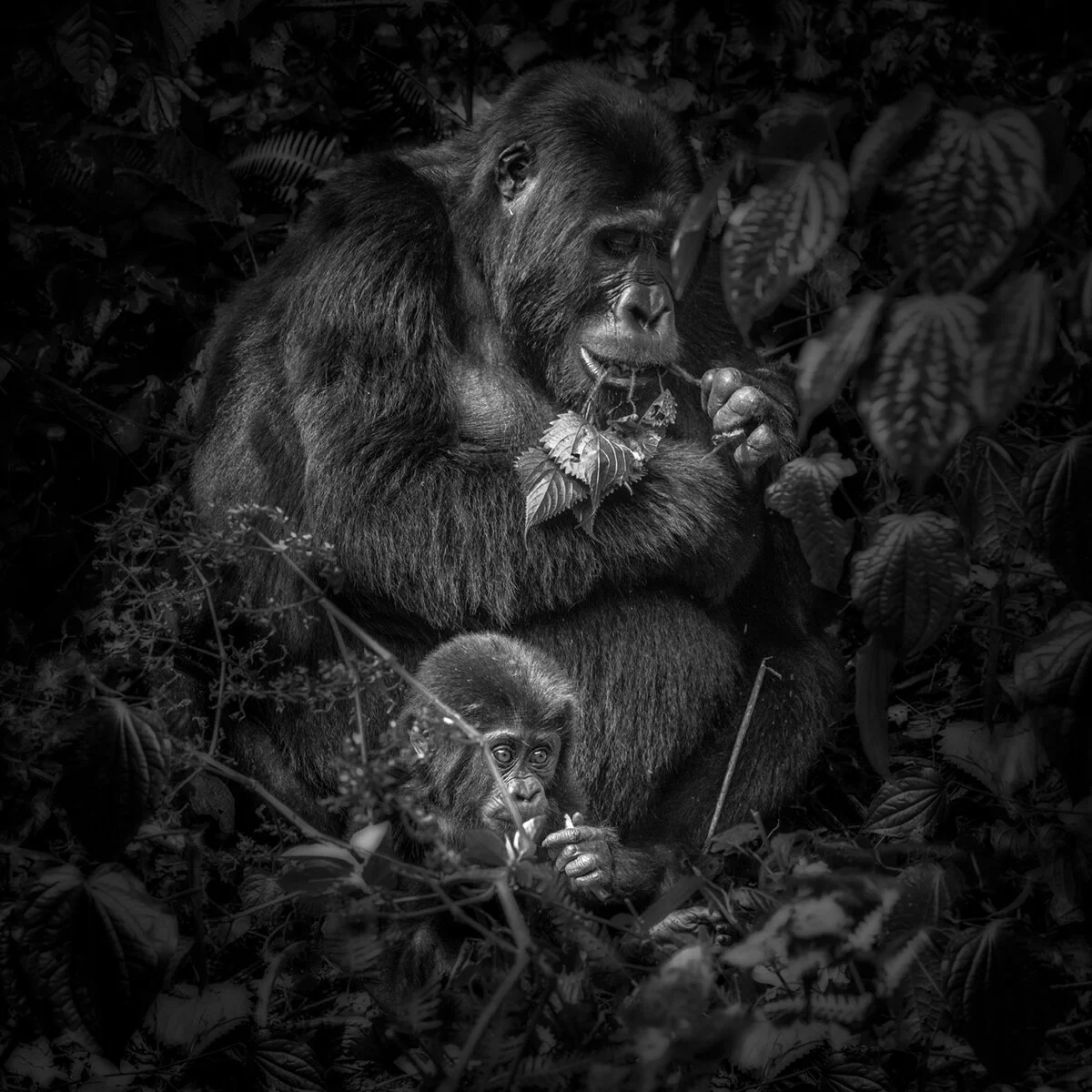 _M8A9259b-Edit-2bwweb.jpg