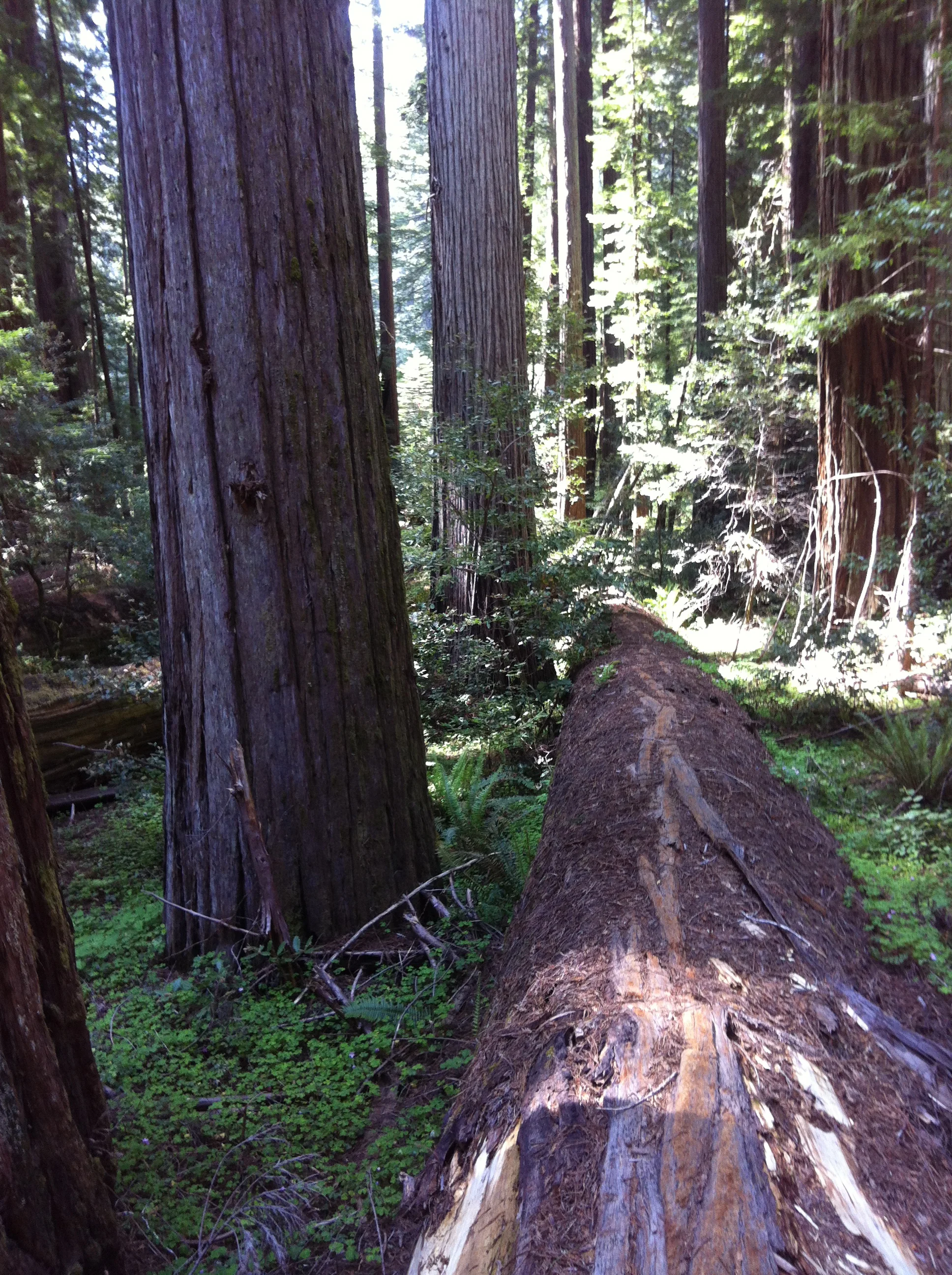 Huge trees might look like silos, but they operate as part of a sustainable system