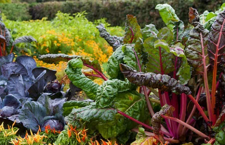 love veggies.jpg