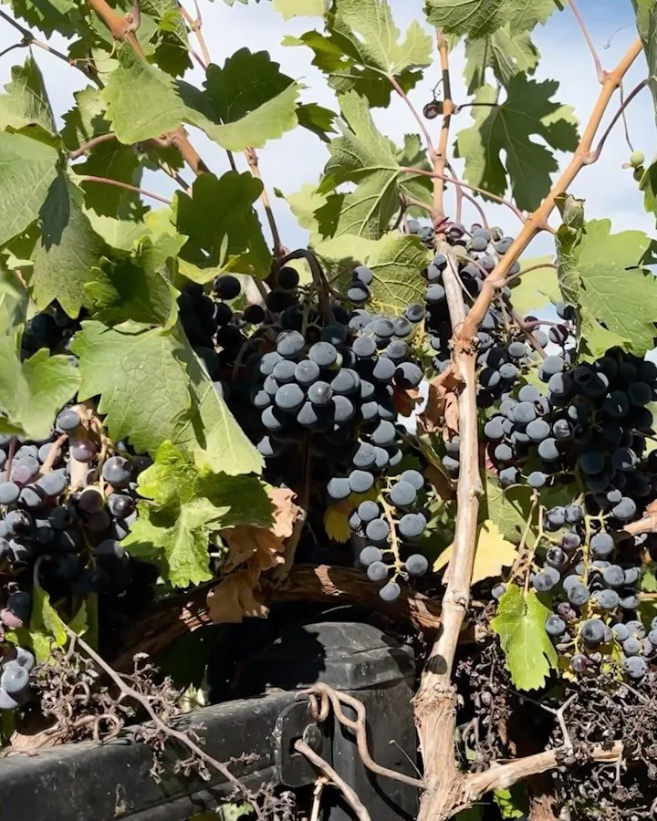 HIGH STREET LOWS audiobook is now available on Spotify, Audible or wherever you listen to audiobooks. Read by @rudelbehrens. 

It was fun revisiting some of the spots my friends and I skated in St. Helena as kids. We didn&rsquo;t get the skatepark un