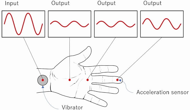 Wave Transmission from Wrists to Hands